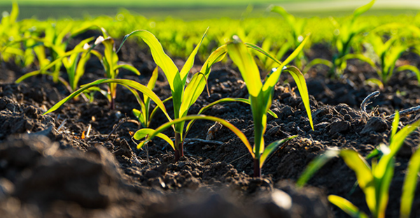 Heavy Metals in Plant Proteins - What’s Fact and What’s Fiction?